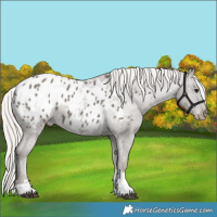 Horse Color:Silver Black Tobiano Appaloosa 