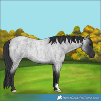 Horse Color:Blue Roan Rabicano 