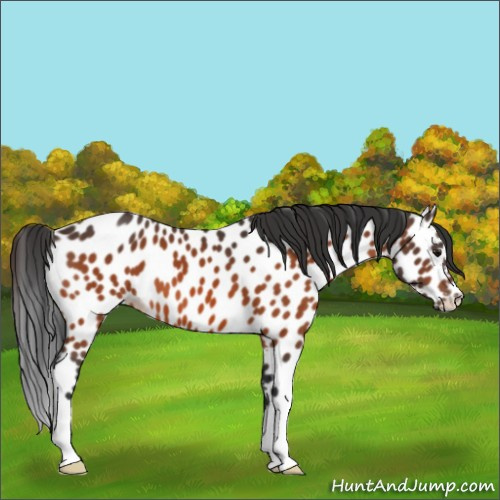 Horse Color:Bay Appaloosa