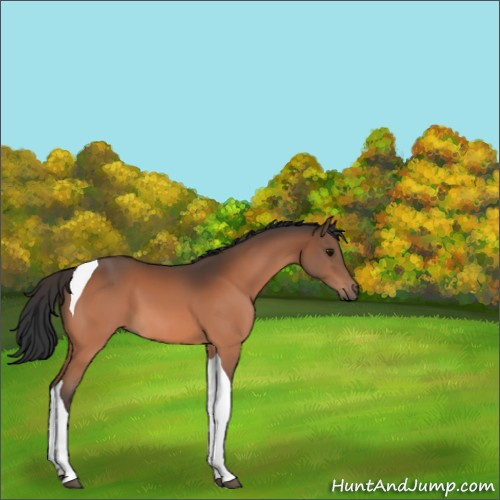 Horse Color:Bay Tobiano 