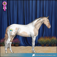 Horse Color:Red Dun Tobiano Appaloosa Rabicano
