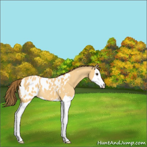 Horse Color:Buckskin Dun Splash Appaloosa
