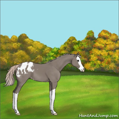 Horse Color:Silver Grullo Splash Appaloosa