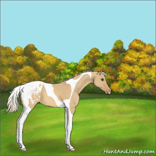 Horse Color:Palomino Dun Tobiano Appaloosa 