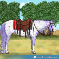 Horse Color:Watercolor Black Appaloosa 