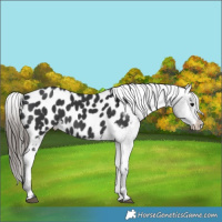 Horse Color:Black Near Leopard 