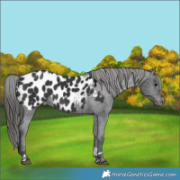 Horse Color:Black Appaloosa 