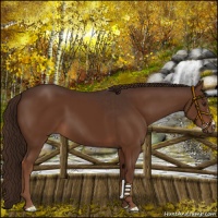 Horse Color:Liver Chestnut  and Liver Chestnut 
