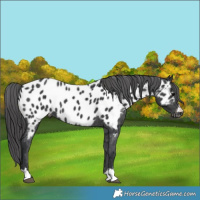 Horse Color:Black Near Leopard 