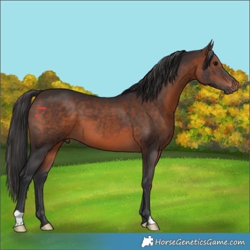Horse Color:Brown 