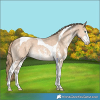 Horse Color:Perlino Sabino Tobiano Rabicano 
