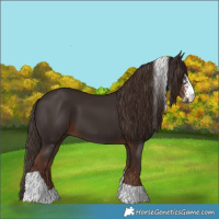 Horse Color:Liver Chestnut Sabino Tobiano 