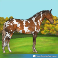 Horse Color:White Spotted Chocolate Palomino 