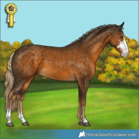 Horse Color:Chocolate Palomino Sabino 