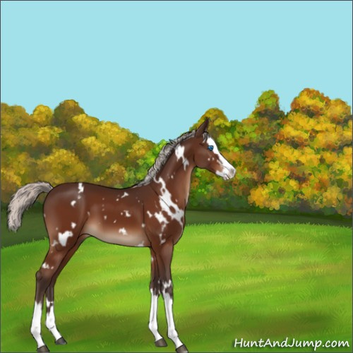 Horse Color:White Spotted Silver Brown Splash 