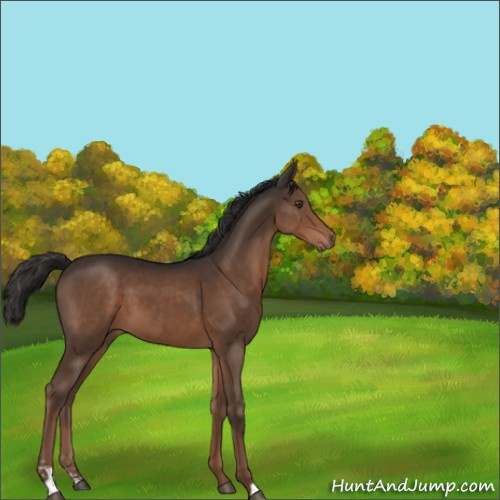 Horse Color:Liver Chestnut Sabino 