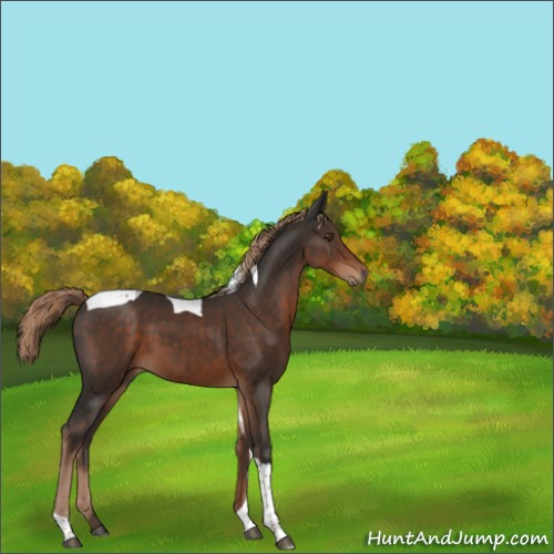 Horse Color:Liver Chestnut Tobiano 