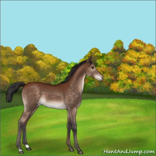 Horse Color:Brown Sabino 