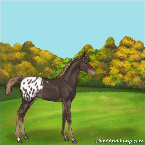 Horse Color:Liver Chestnut Appaloosa 