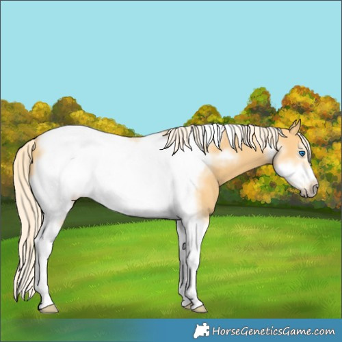 Horse Color:Palomino Tobiano Frame