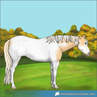 Horse Color:Palomino Tobiano Frame