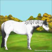 Horse Color:Black Tobiano Frame