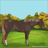 Horse Color:Liver Chestnut  and Liver Chestnut 