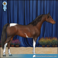 Horse Color:Liver Chestnut Tobiano 