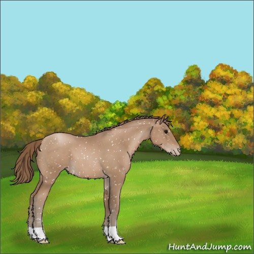 Horse Color:Black Pearl Appaloosa 
