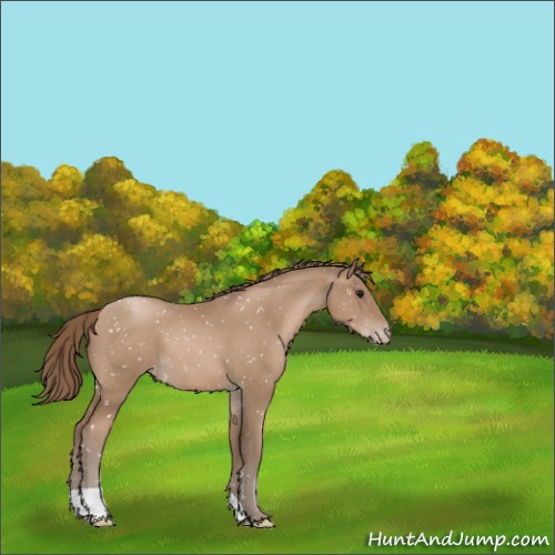 Horse Color:Black Pearl Appaloosa 