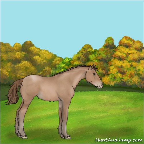 Horse Color:Black Pearl 
