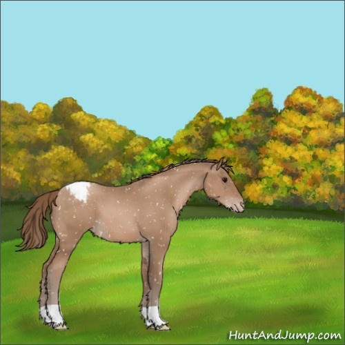 Horse Color:Black Pearl Appaloosa 