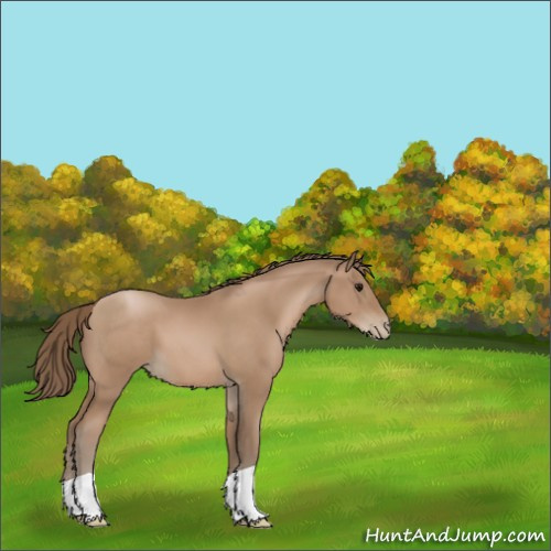 Horse Color:Black Pearl 