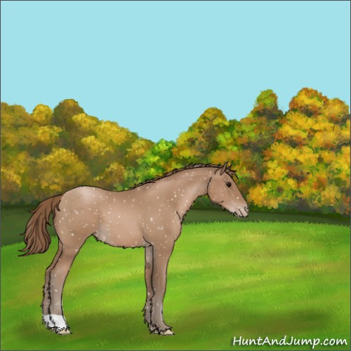 Horse Color:Black Pearl Appaloosa 