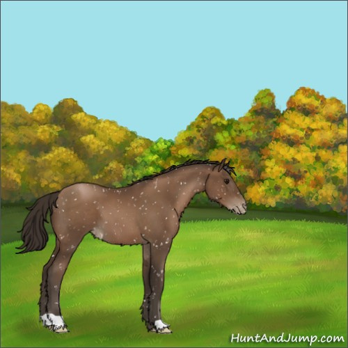 Horse Color:Gray Black Pearl Appaloosa 