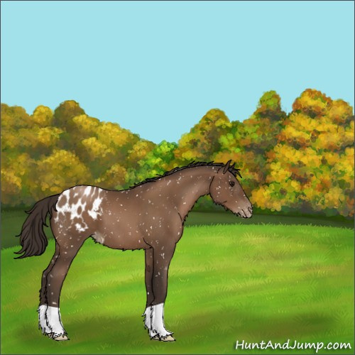 Horse Color:Gray Black Pearl Appaloosa 