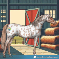 Horse Color:Red Roan Appaloosa Rabicano 