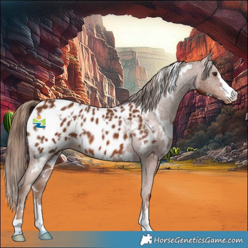 Horse Color:White Spotted Chestnut Appaloosa Rabicano 