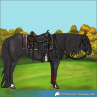 Horse Color:Smoky Black 
