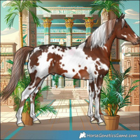 Horse Color:White Spotted Liver Chestnut 