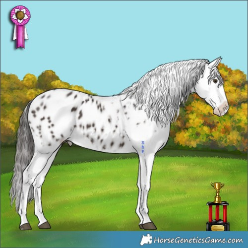 Horse Color:Liver Chestnut Appaloosa 