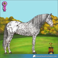 Horse Color:Liver Chestnut Appaloosa 