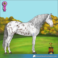 Horse Color:Liver Chestnut Appaloosa 