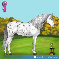 Horse Color:Liver Chestnut Appaloosa