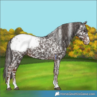 Horse Color:Liver Chestnut Appaloosa 