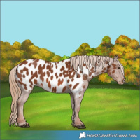 Horse Color:Chestnut Near Leopard 