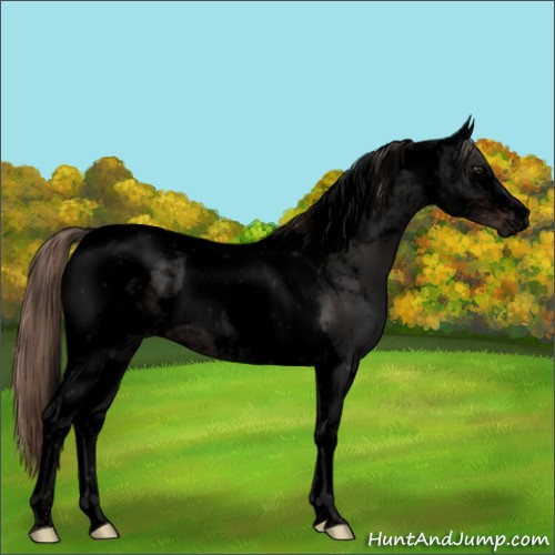 Horse Color:Void Liver Chestnut Tobiano 