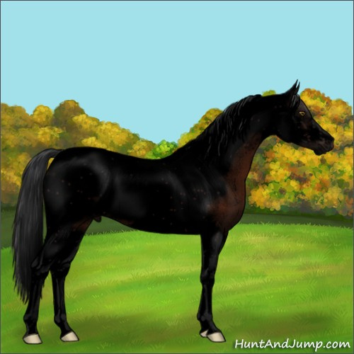 Horse Color:Void Brown Tobiano Frame 