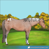 Horse Color:Bay Tobiano Appaloosa 