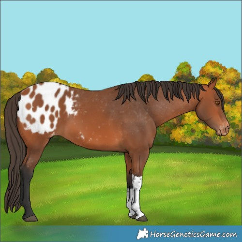 Horse Color:Bay Tobiano Appaloosa 
